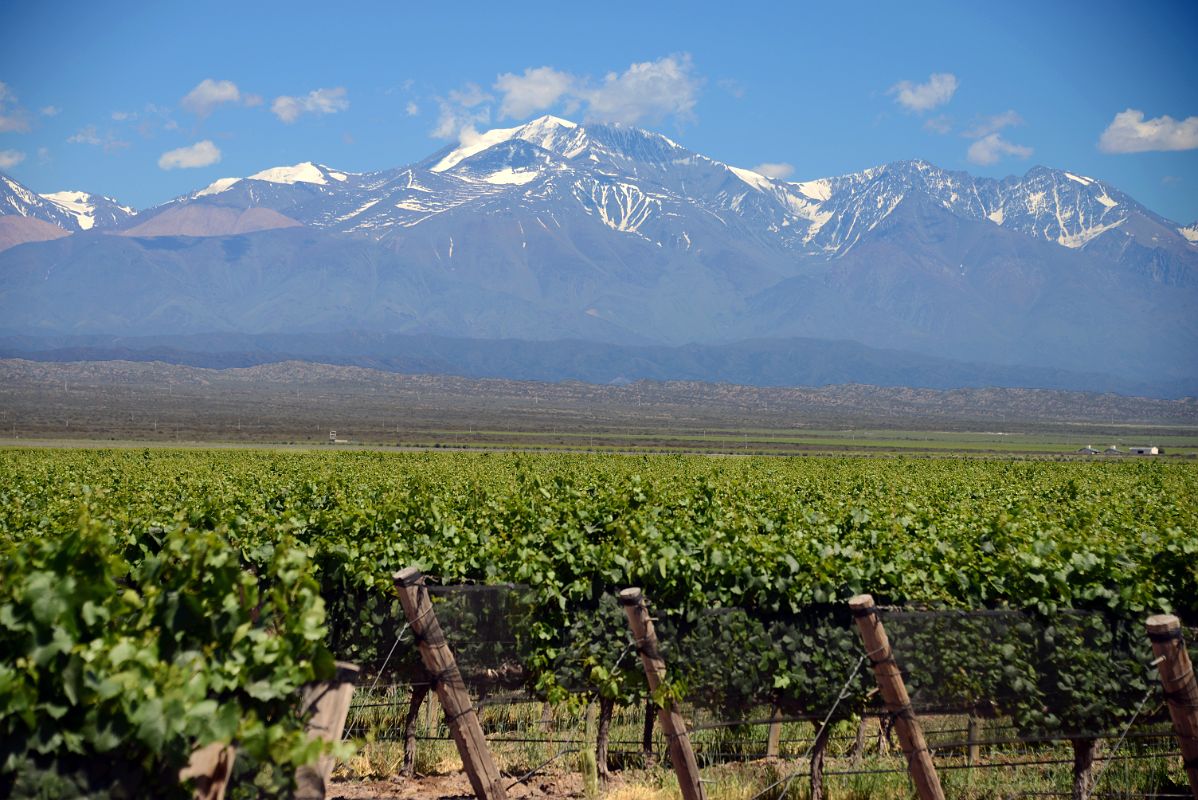 07-15 The Vineyard At Pulenta Estate With Cerro Plata Behind On Lujan de Cuyo Wine Tour Near Mendoza